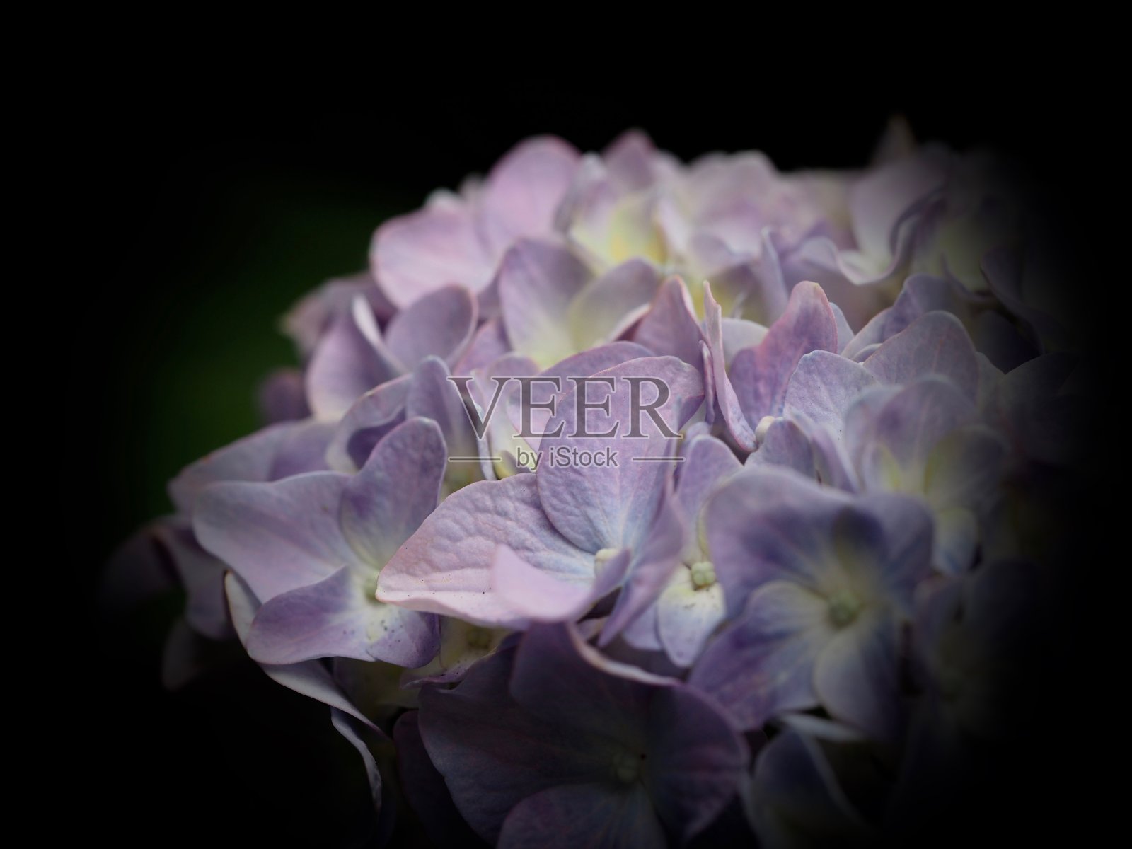 绣球花盛开照片摄影图片