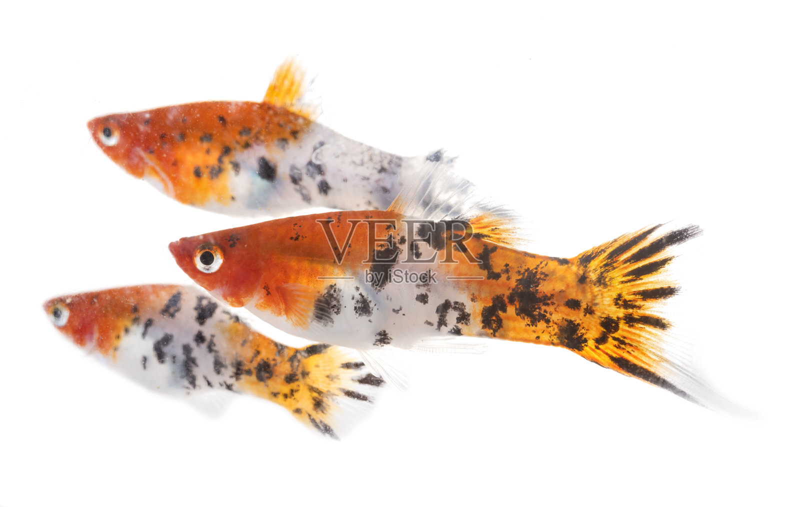 丰富多彩的Xiphophorus照片摄影图片