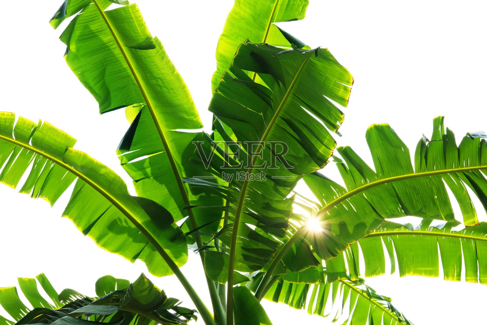 香蕉叶子背景照片摄影图片