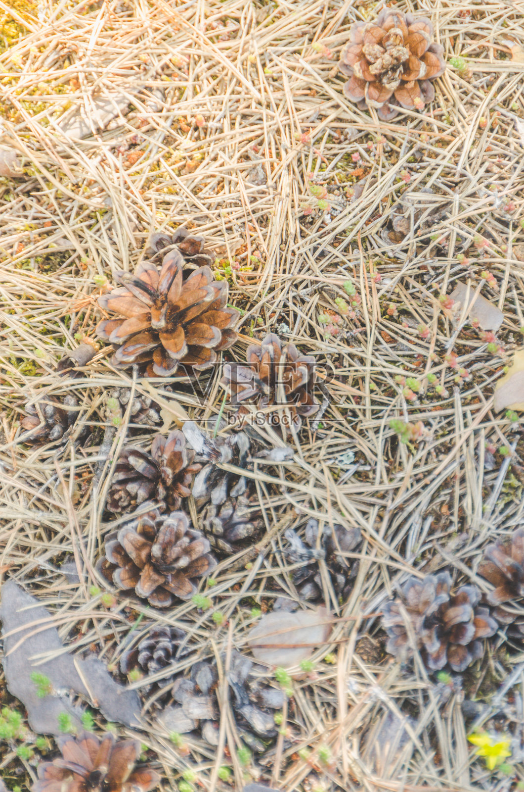 松林里的白天颠簸着照片摄影图片