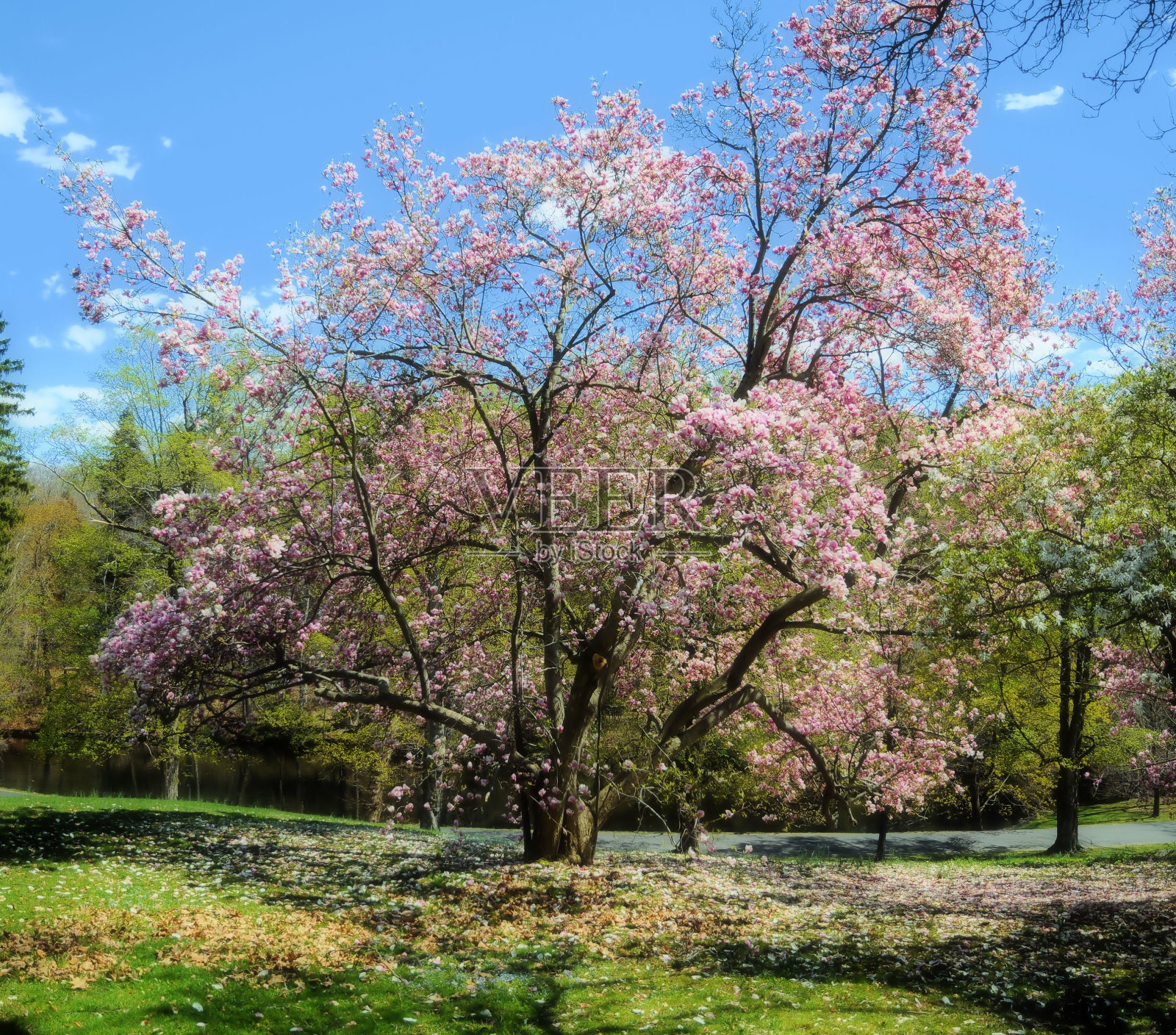 春天的时间照片摄影图片