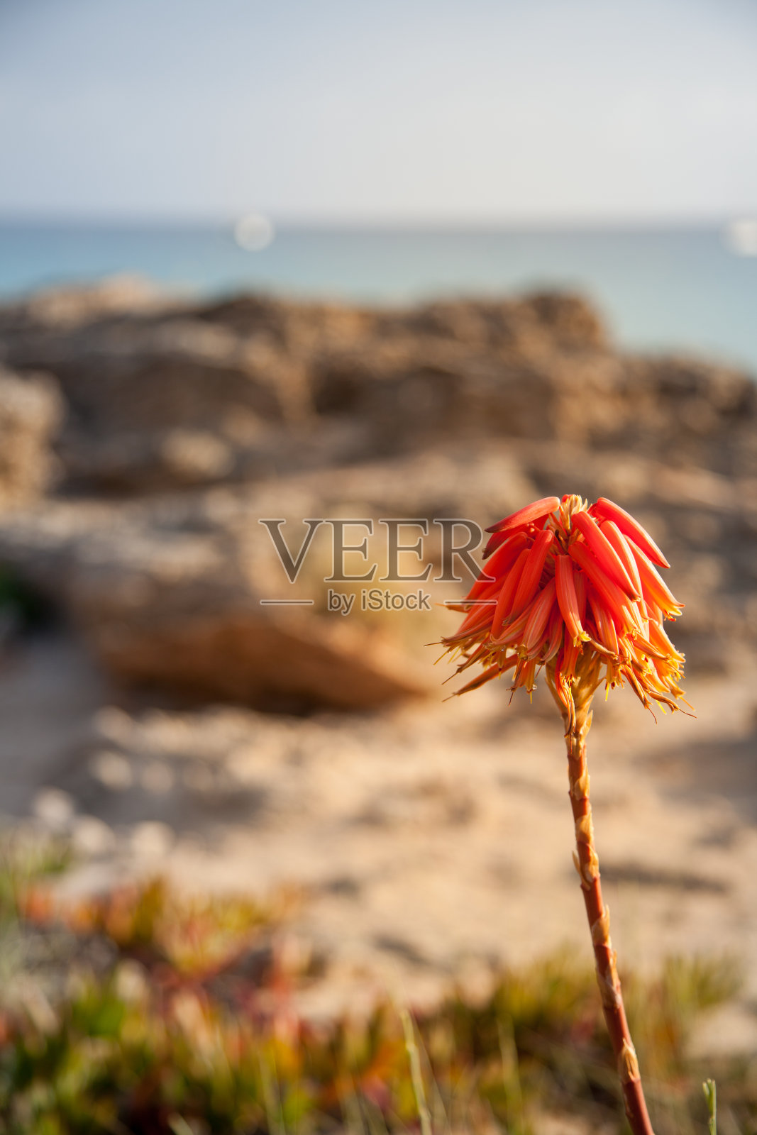地中海一个岛屿的海岸上的火炬百合照片摄影图片