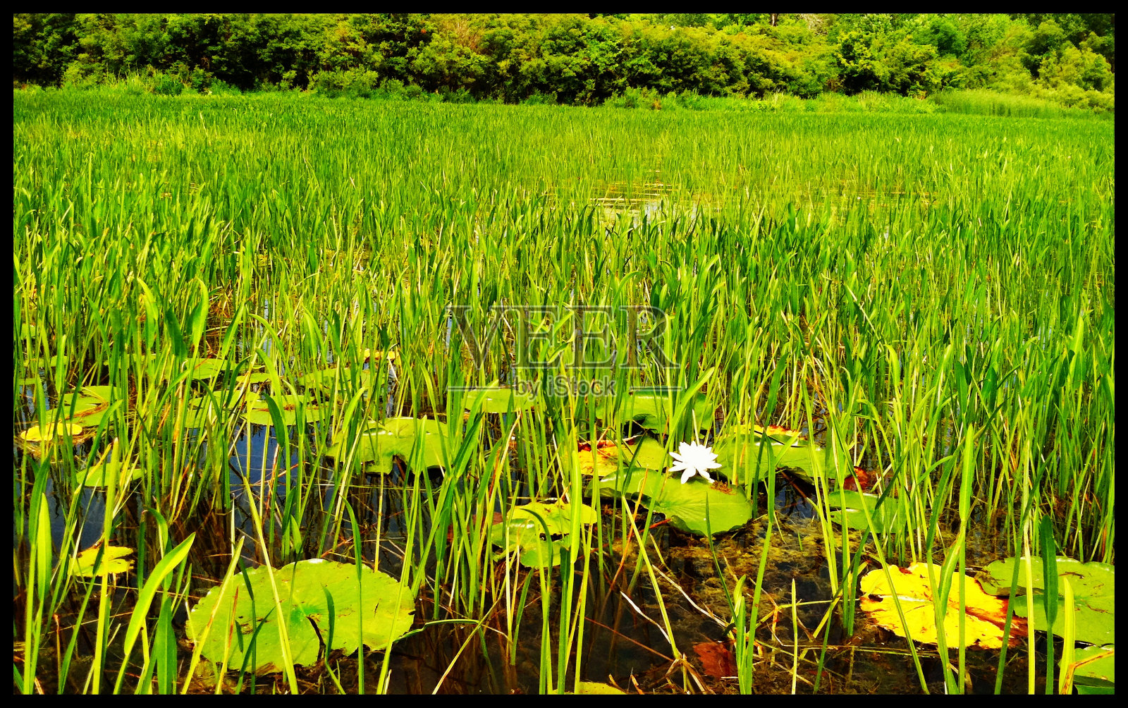 沼泽垫照片摄影图片