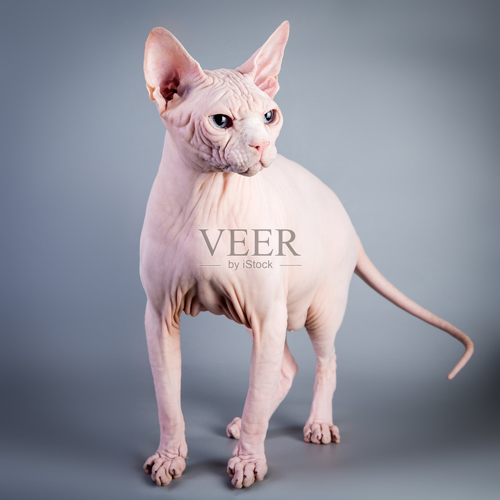 斯芬克斯加拿大无毛小猫灰色背景，照相馆照片。照片摄影图片