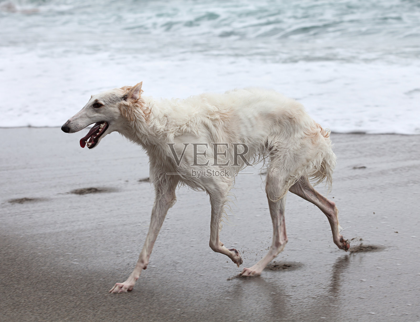 海滩上美丽的猎狼肖像，靠近水边照片摄影图片