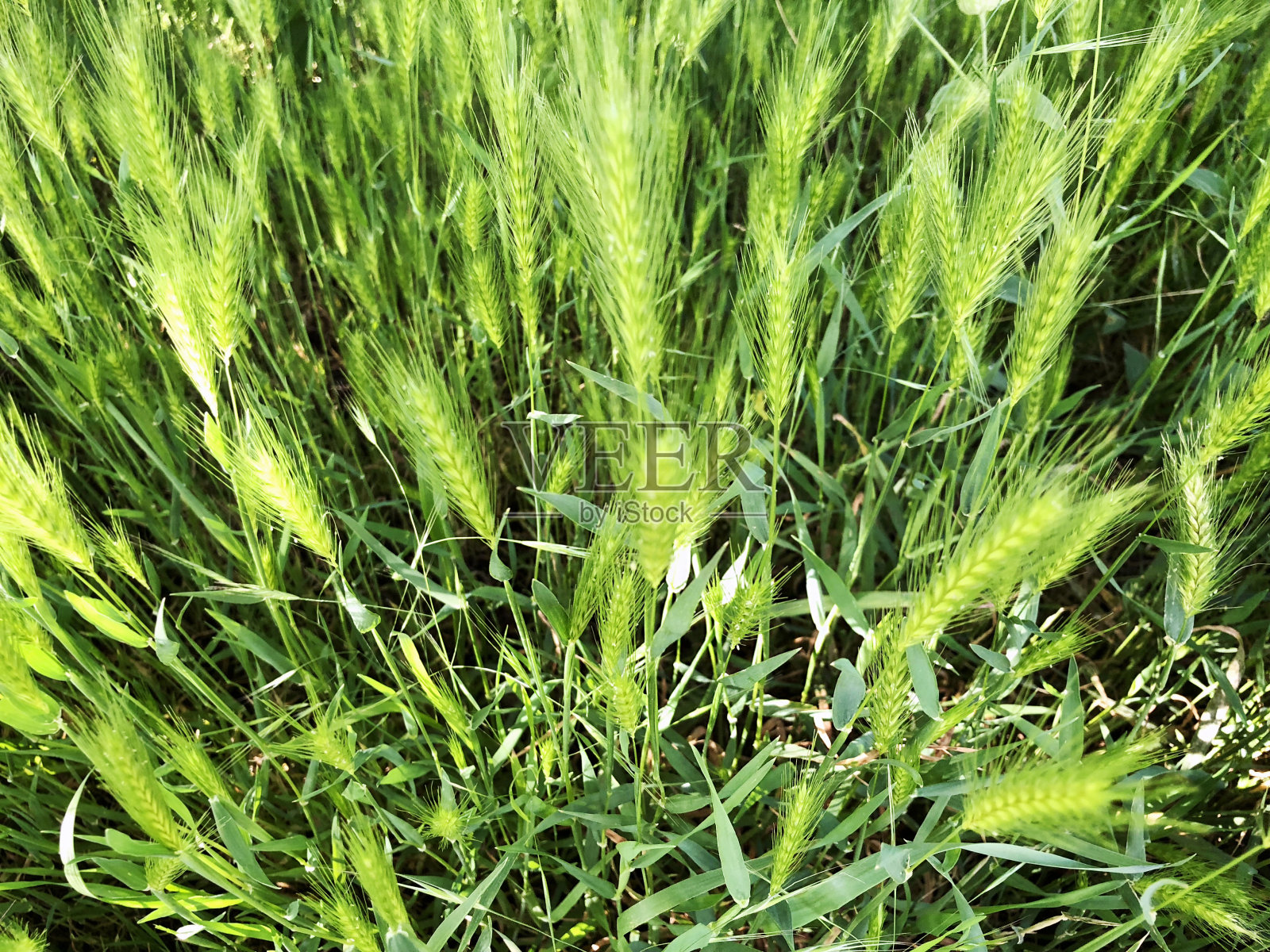 新春绿草为设计。关闭视图照片摄影图片