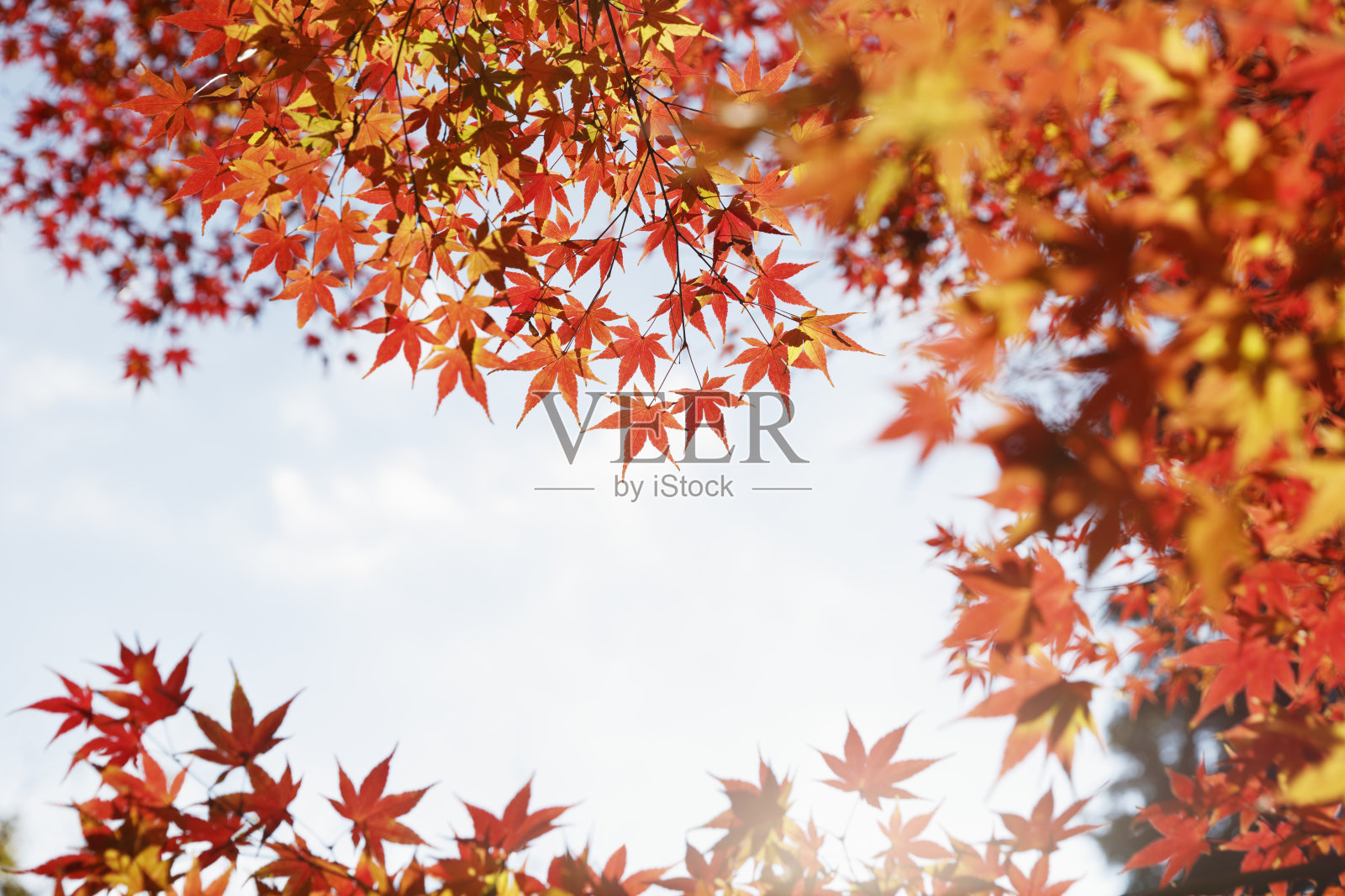 秋叶背景照片摄影图片