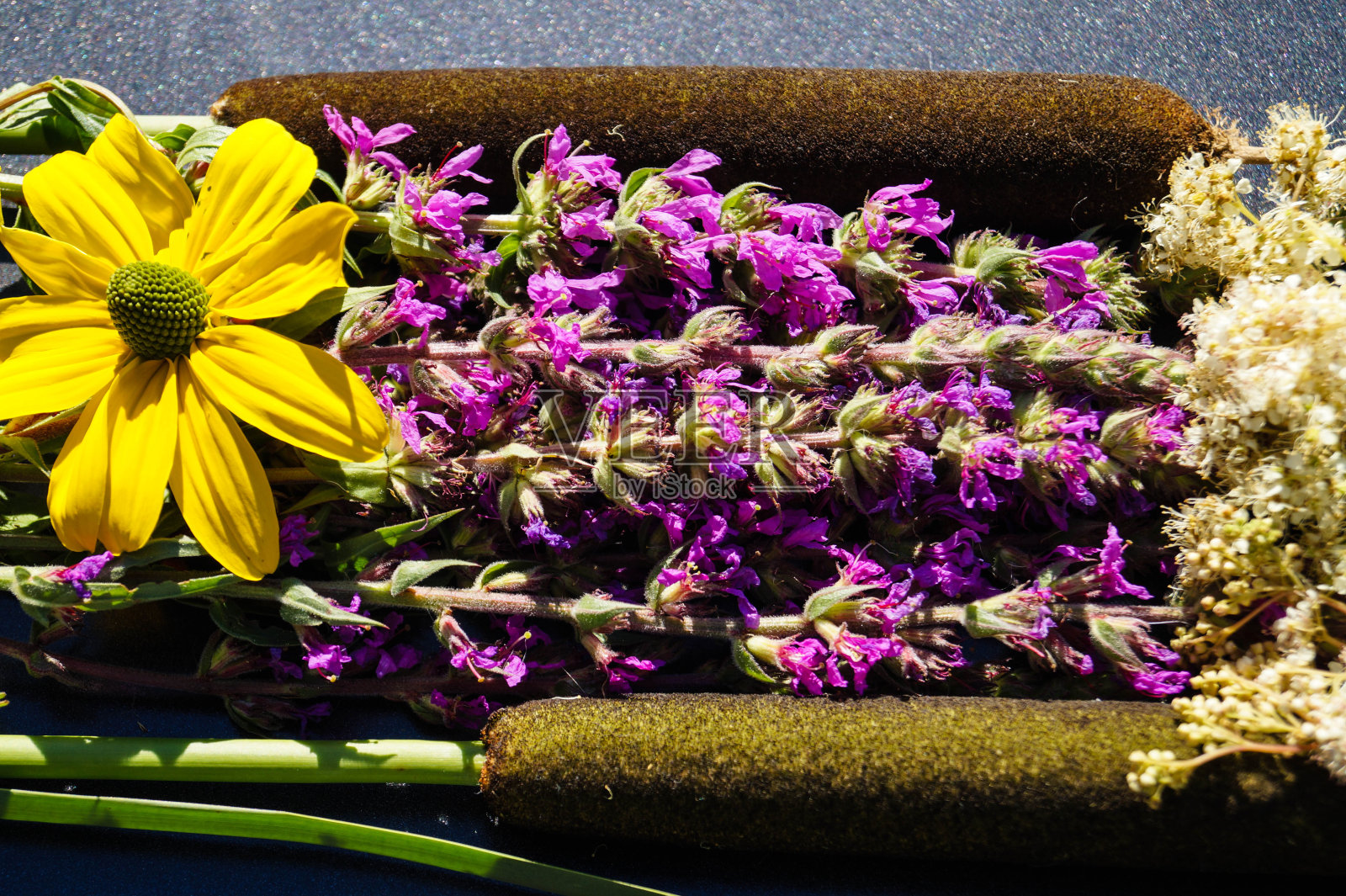 布卢特韦德里希 - 莱思鲁姆安普斯照片摄影图片