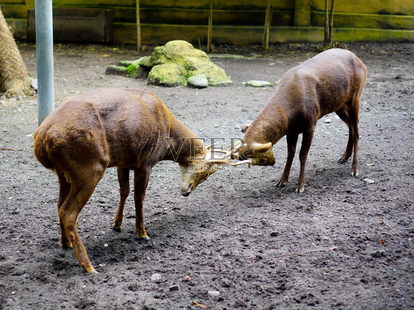 打鹿照片摄影图片