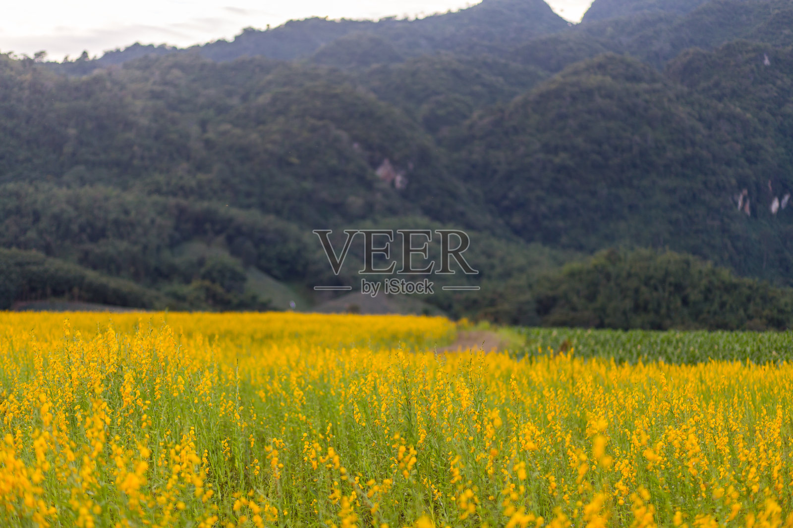 黄花田被称为阳麻山背景。照片摄影图片