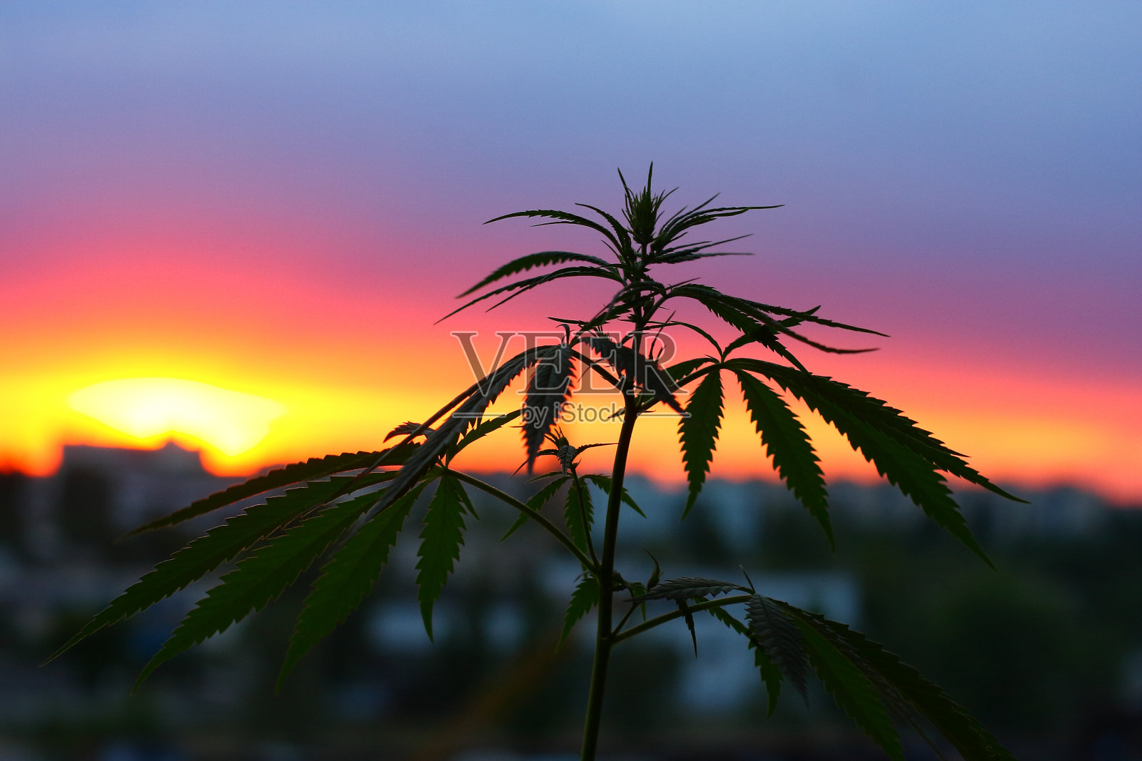 阳光下的大麻剪影照片摄影图片