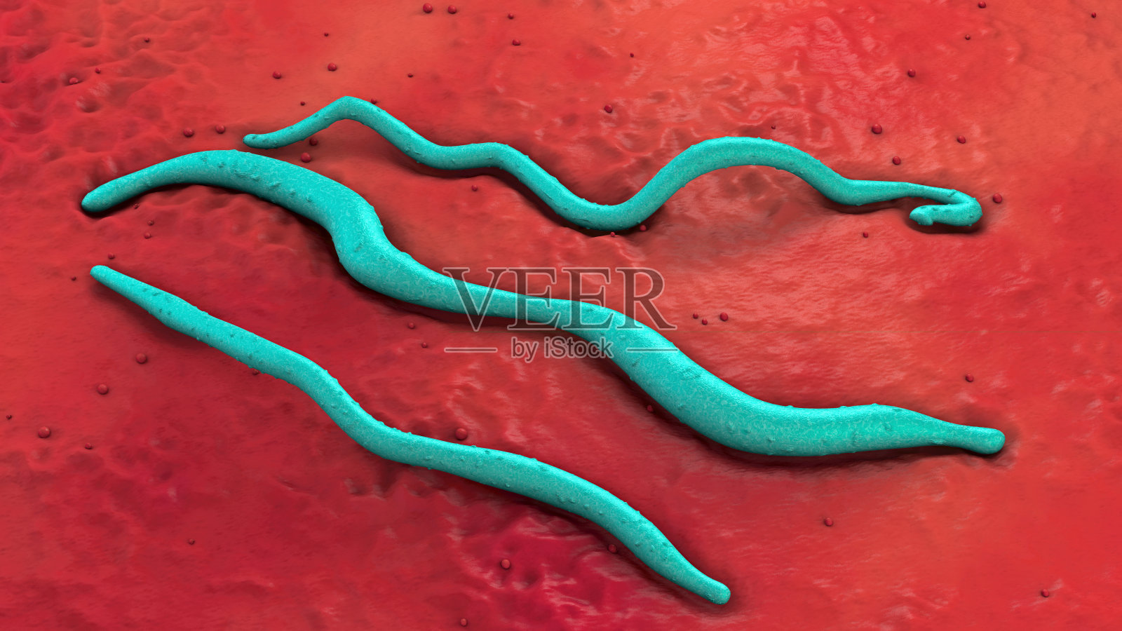 三种蓝色莱姆病病原体的三维插图在红色地下照片摄影图片