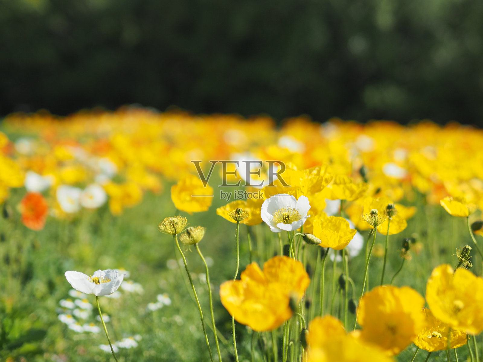 罂粟花盛开的美丽照片摄影图片