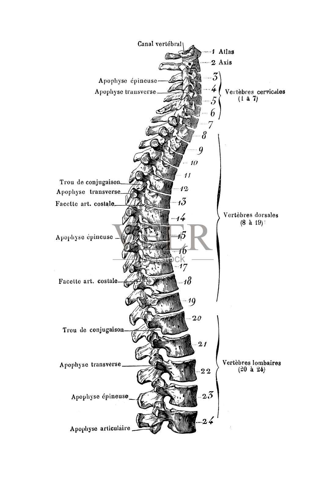 脊柱插画图片素材