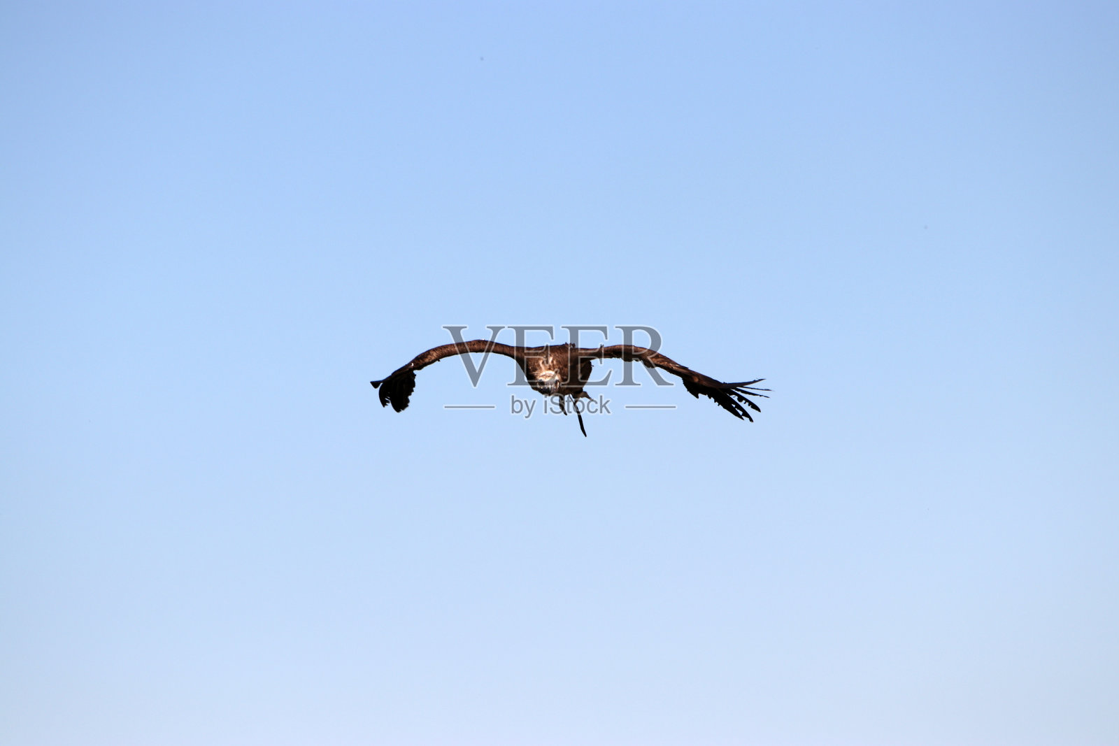 秃鹫是一种这种鸟的名字照片摄影图片