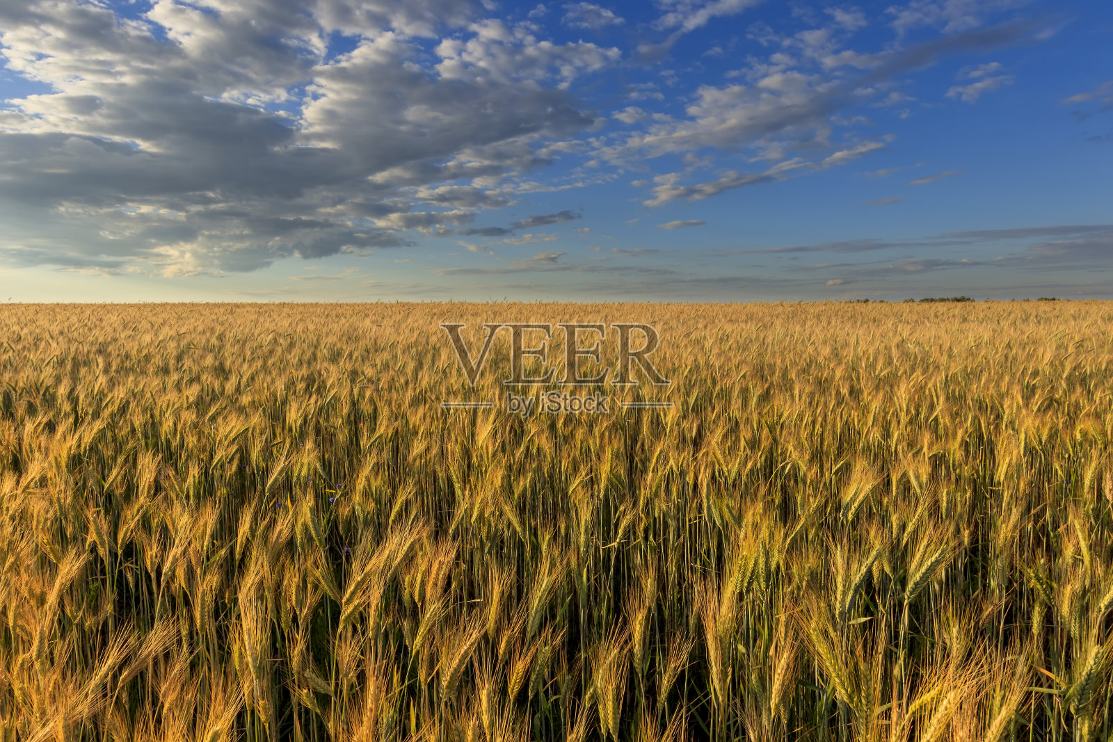 傍晚用小黑麦种地。照片摄影图片