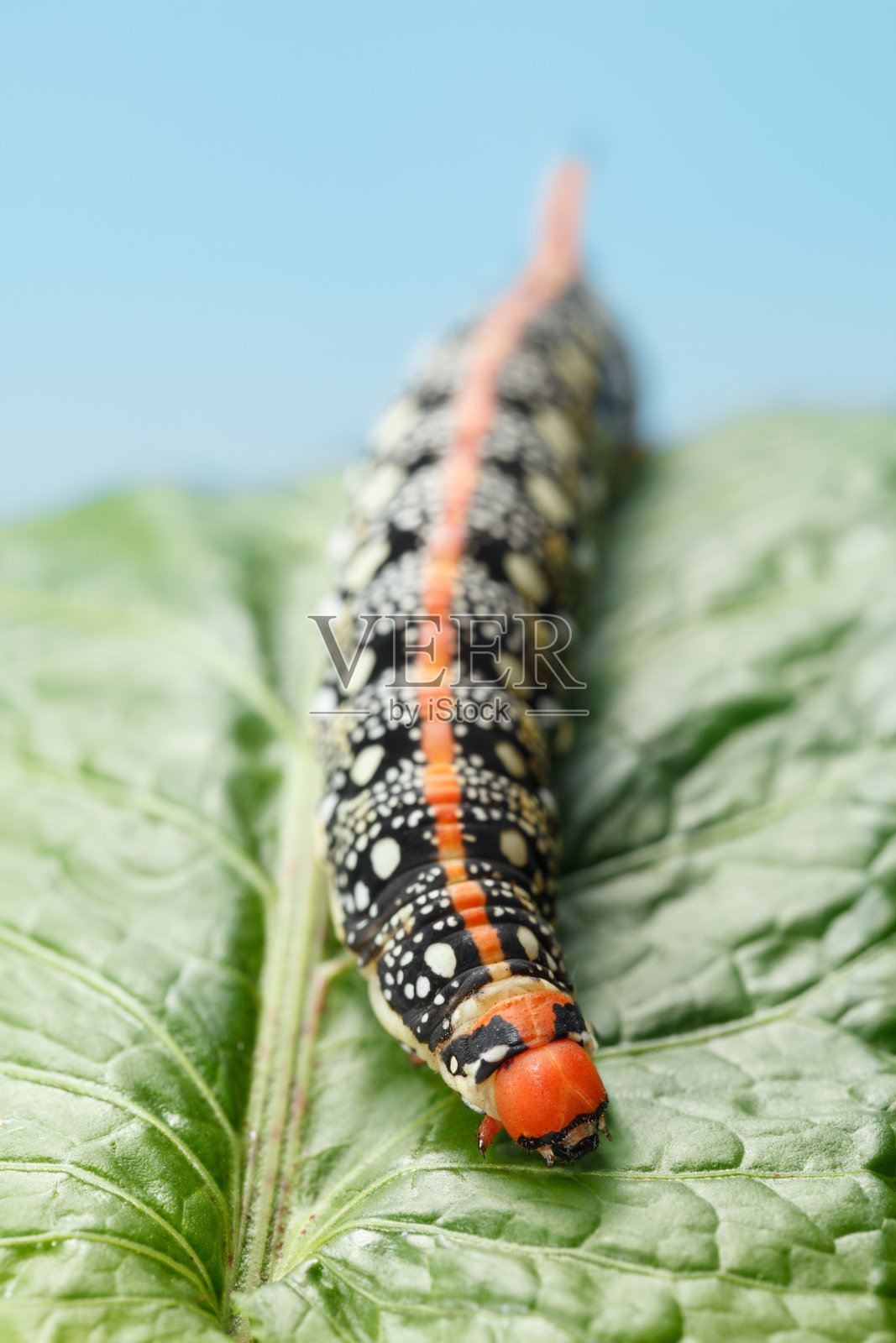飞蛾在叶子上爬下来照片摄影图片