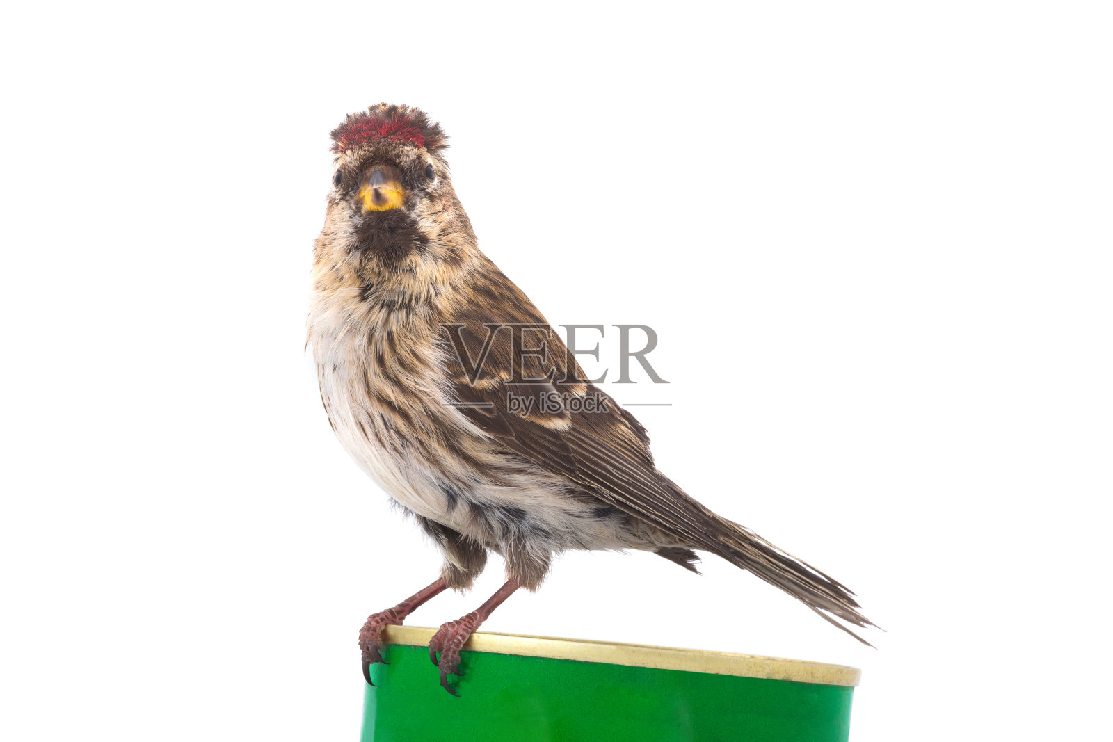 雌红鹤照片摄影图片