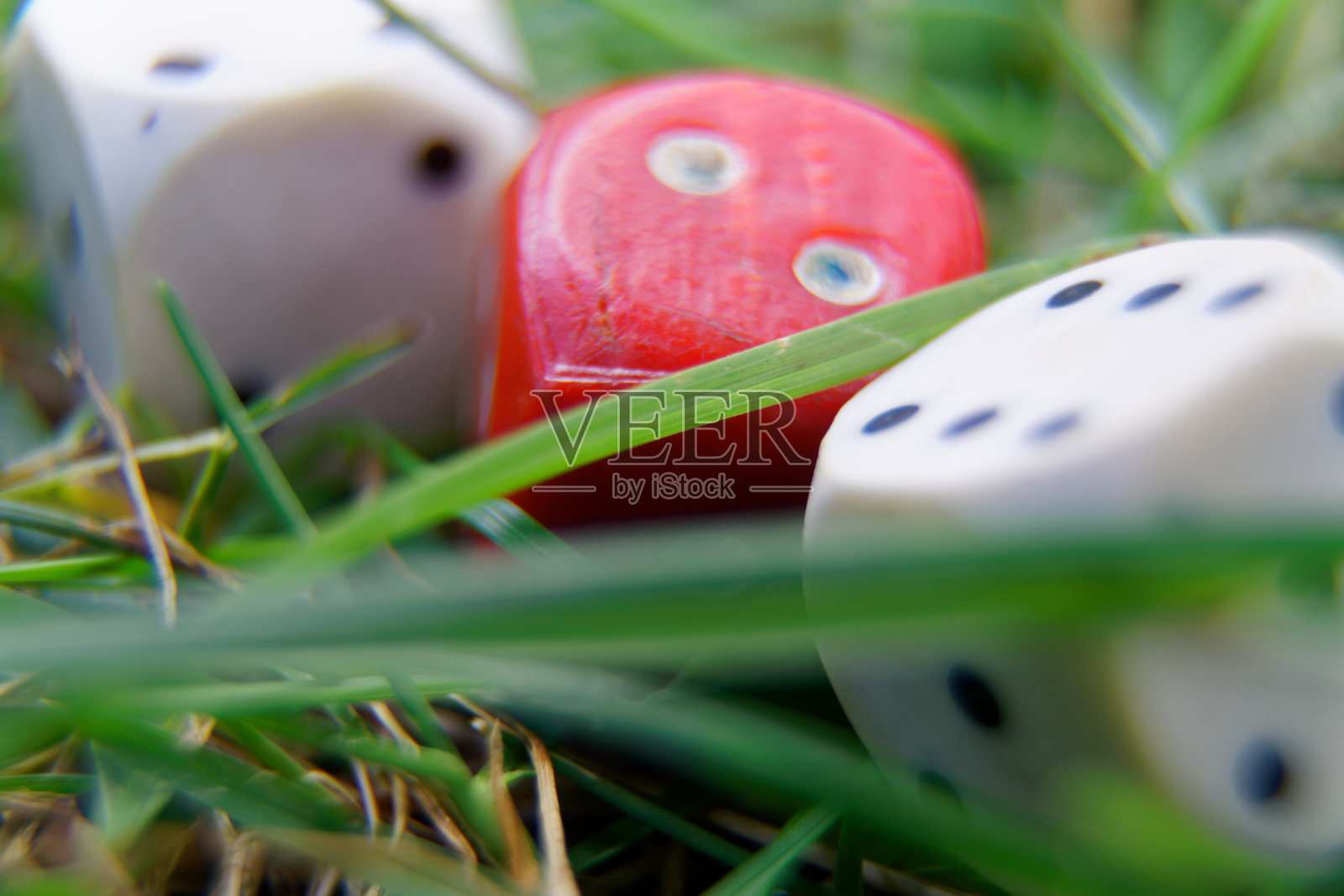 草地上的特写骰子，获胜的机会照片摄影图片