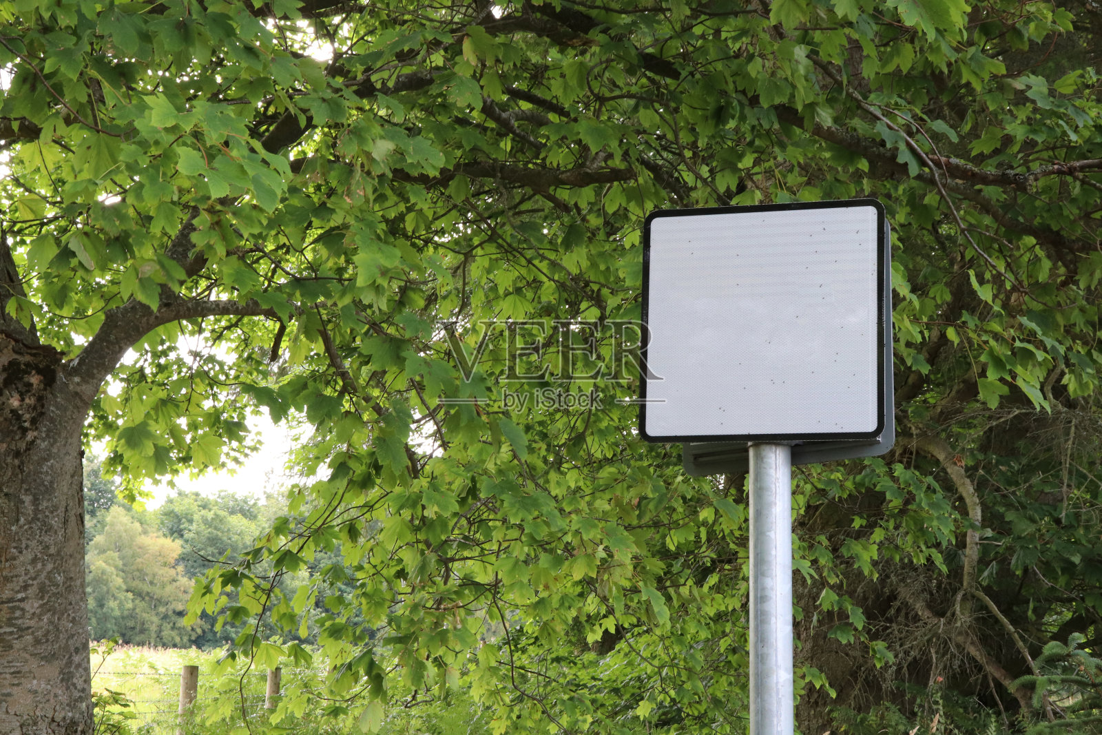 空白的标志，周围有树木，有拷贝的空间照片摄影图片