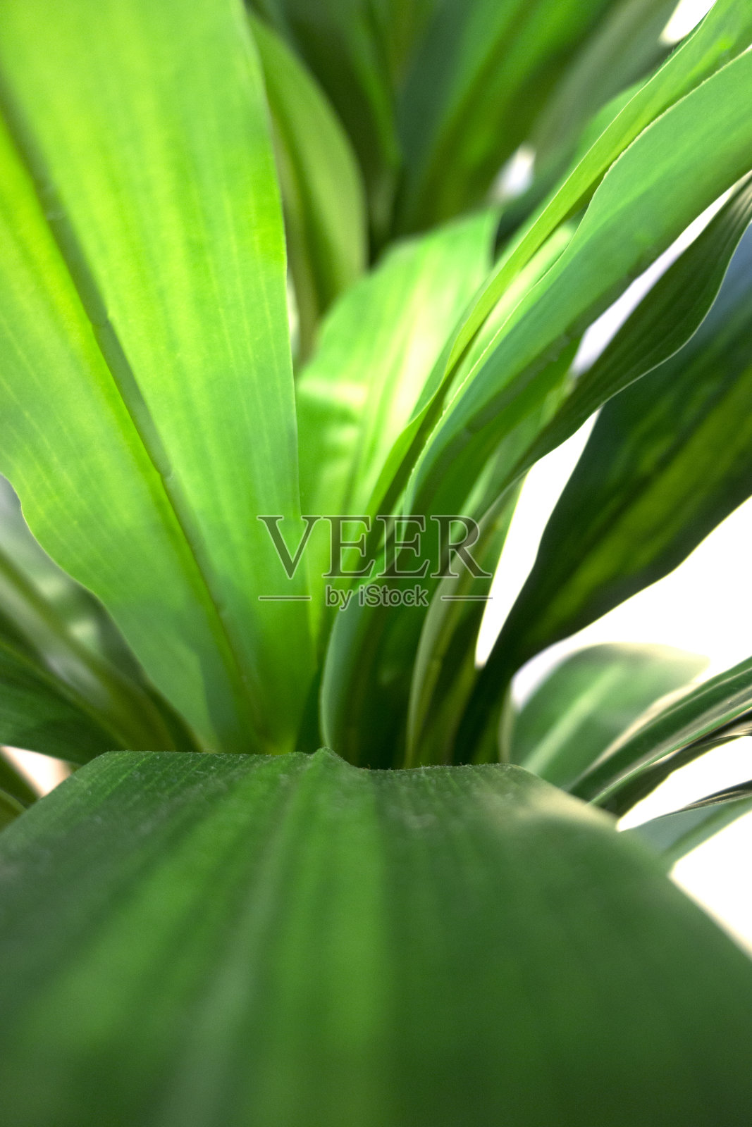 丛林叶子背景照片摄影图片