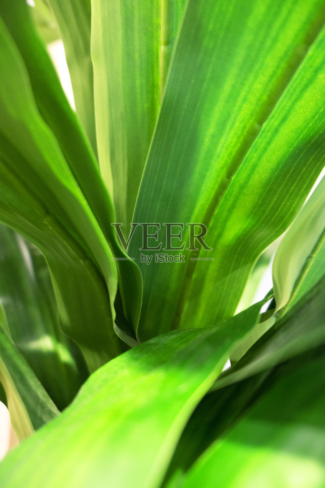 丛林叶子背景照片摄影图片