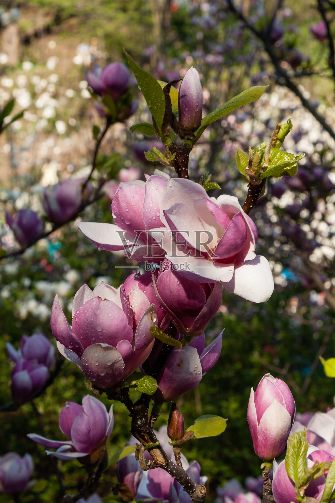 美丽的春天木兰的花蕾照片摄影图片