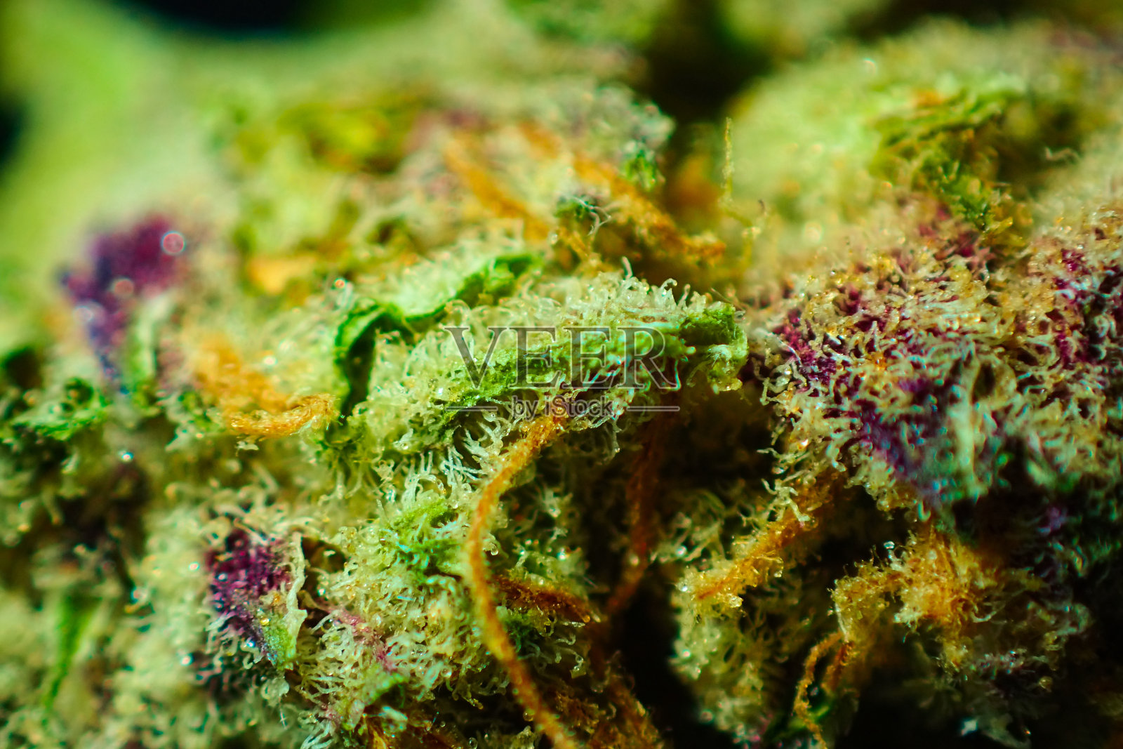 大麻花蕾的特写。照片摄影图片