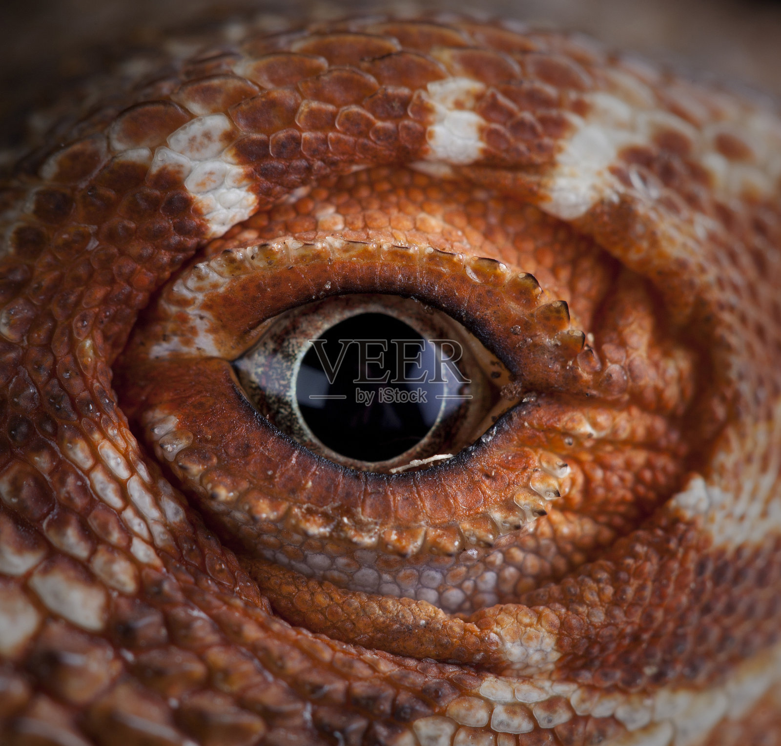 波戈纳眼照片摄影图片