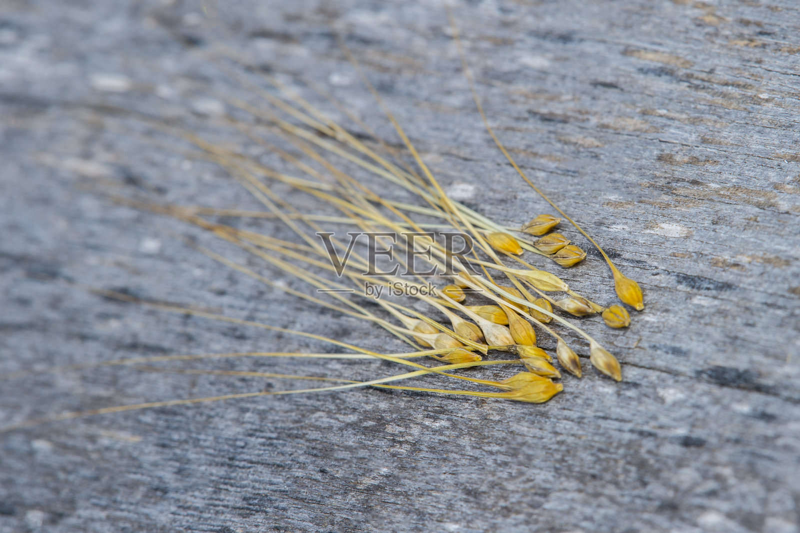 大麦粒放在老木勺里，背景是古老的木头。照片摄影图片