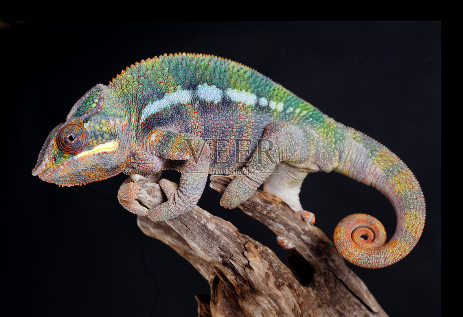 黑豹变色龙照片摄影图片