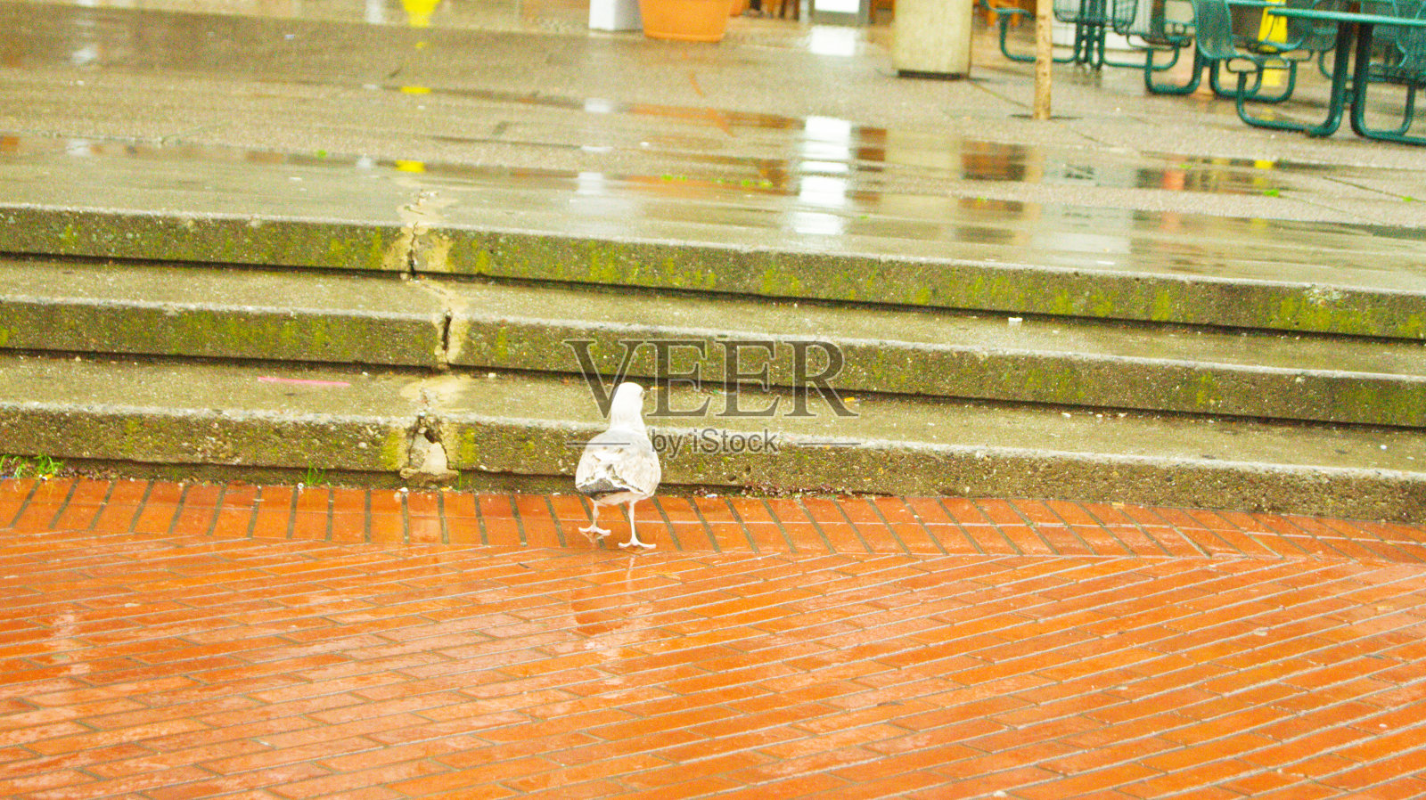 一只湿白色的鸟在雨天的寒冷中颤抖照片摄影图片