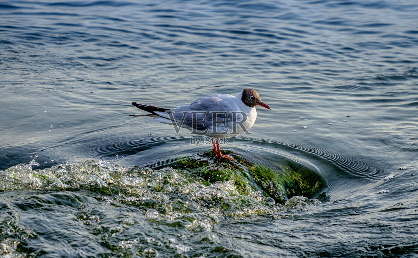 伊斯坦布尔马尔马拉海上的海鸥照片摄影图片