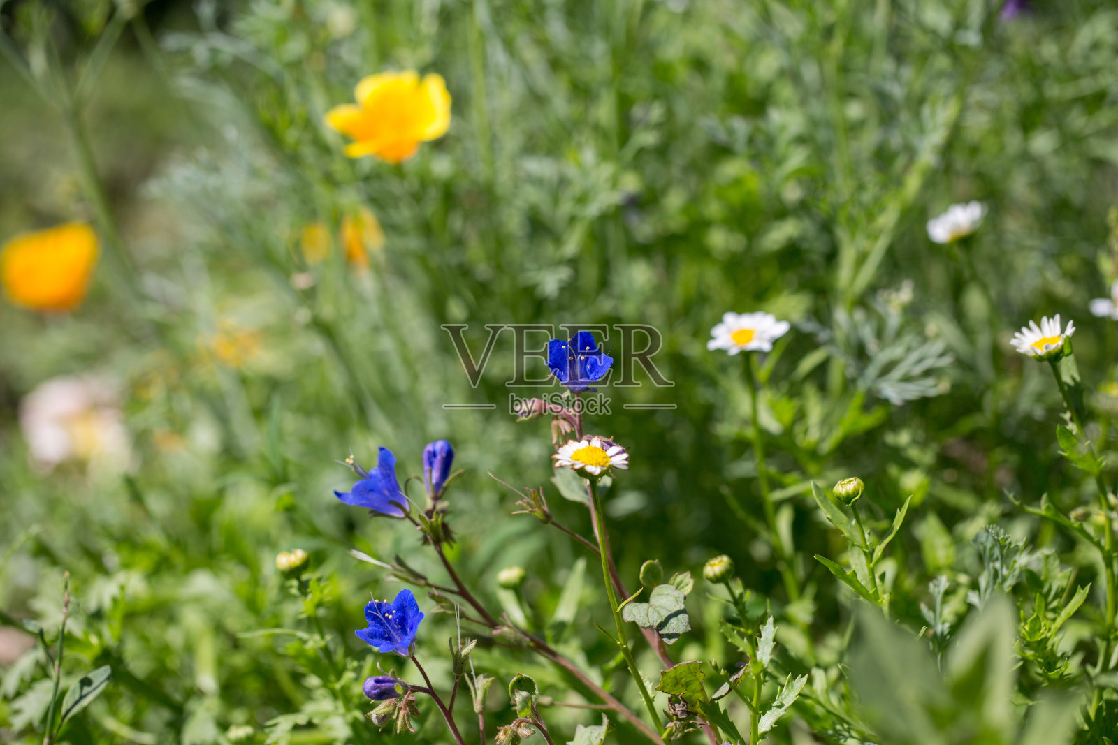 鲜花草甸。夏天的季节。照片摄影图片