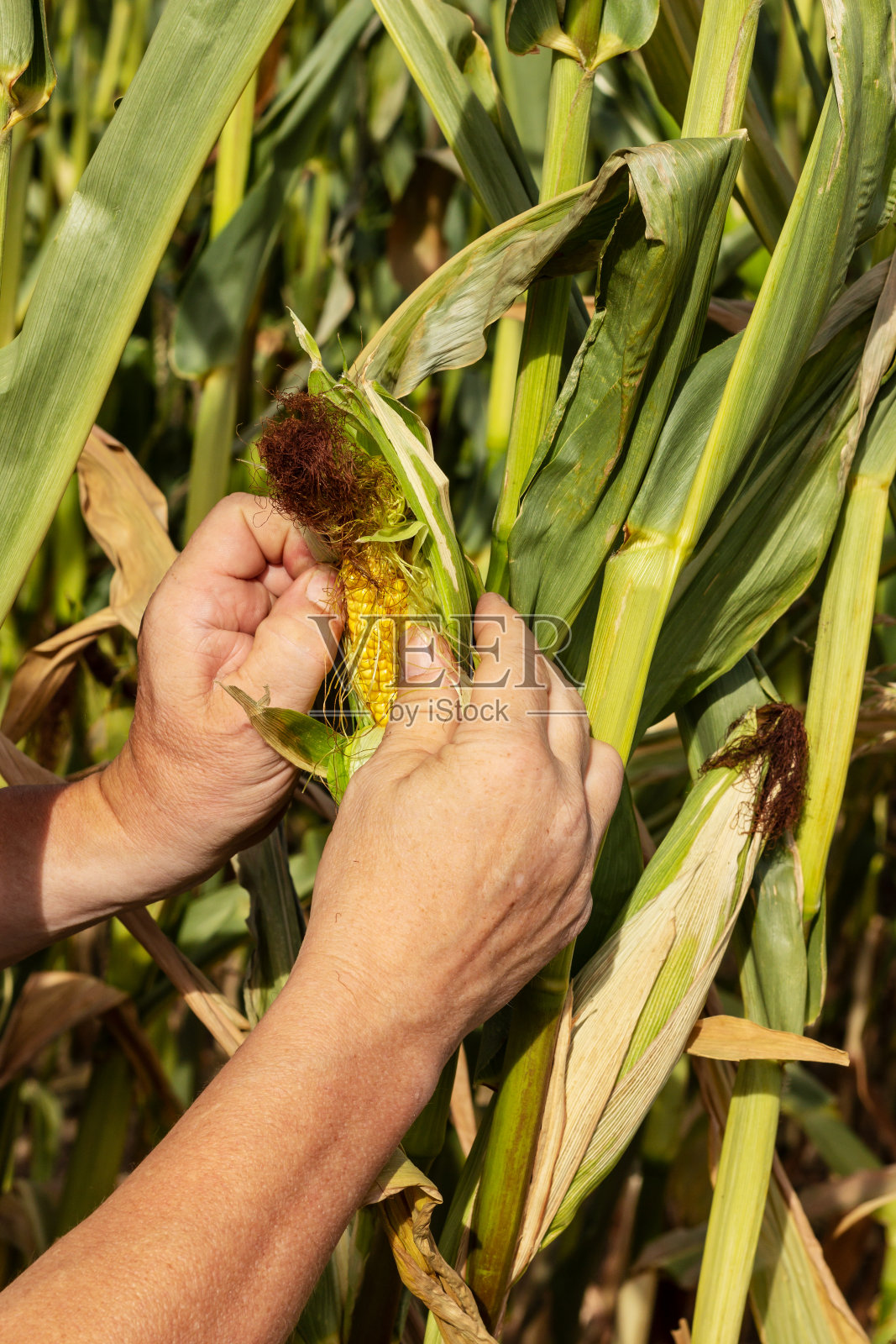一名男子在田间检查干玉米照片摄影图片