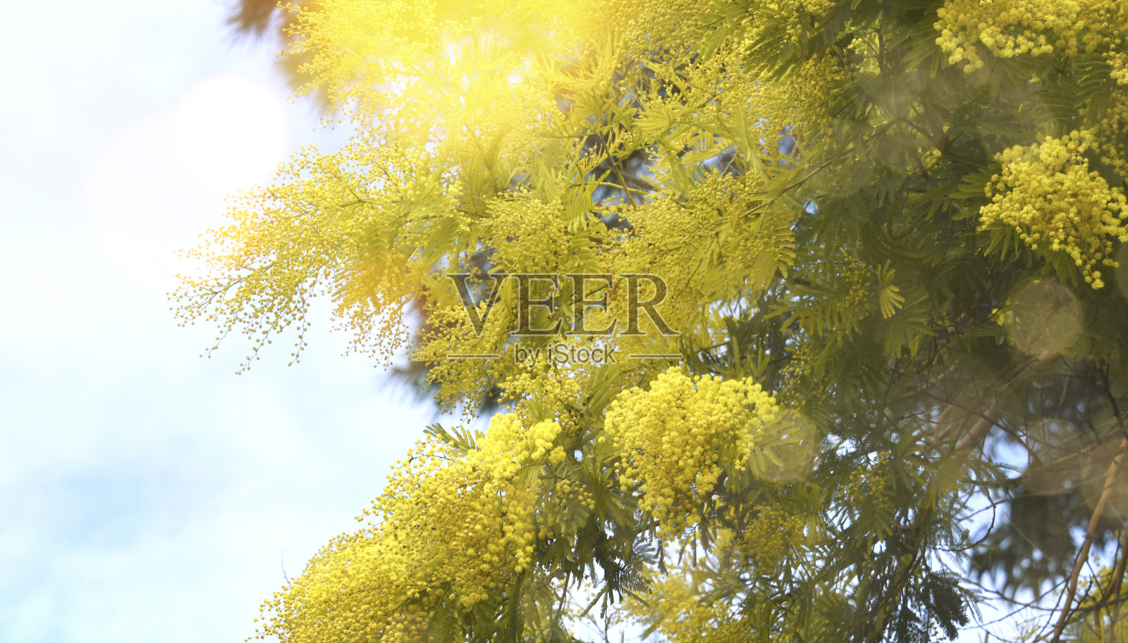 春天的背景与含羞草花照片摄影图片