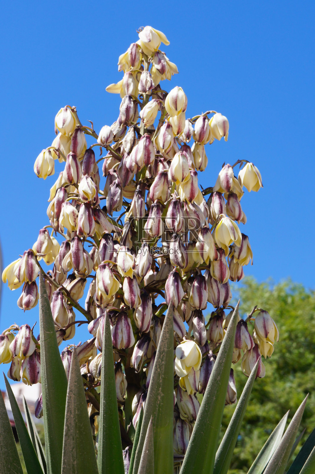 开花的丝兰植物白色的花照片摄影图片