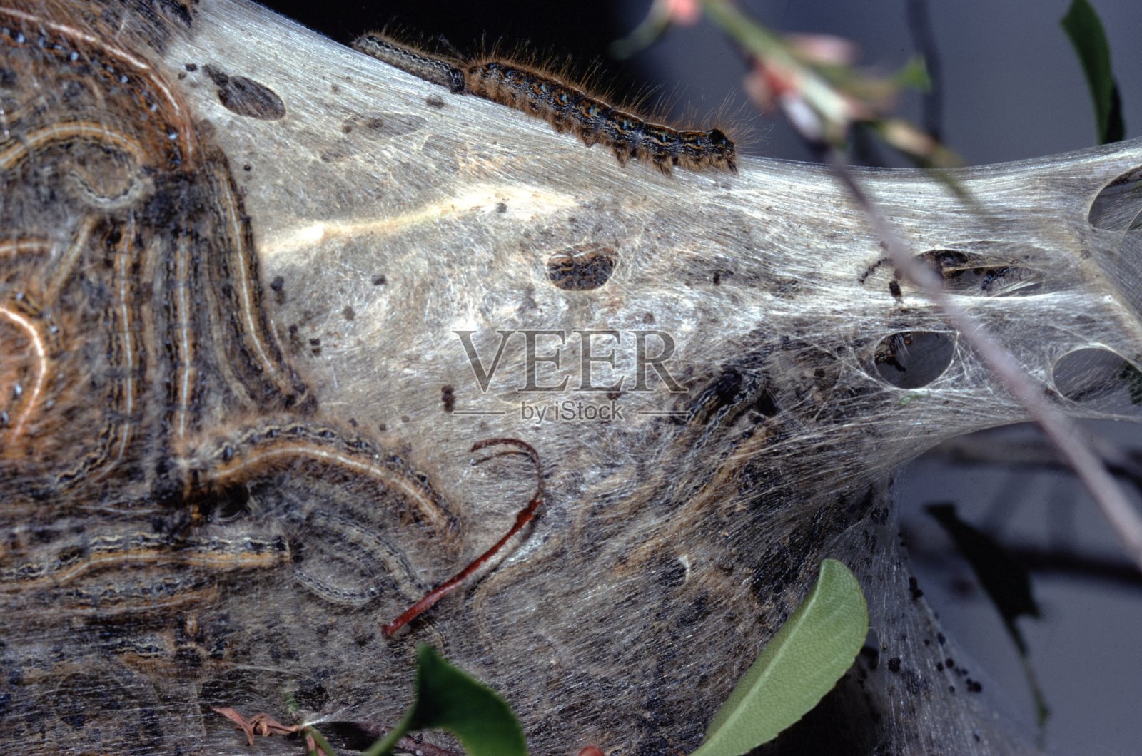 东部帐篷毛虫(美国马拉索马)照片摄影图片