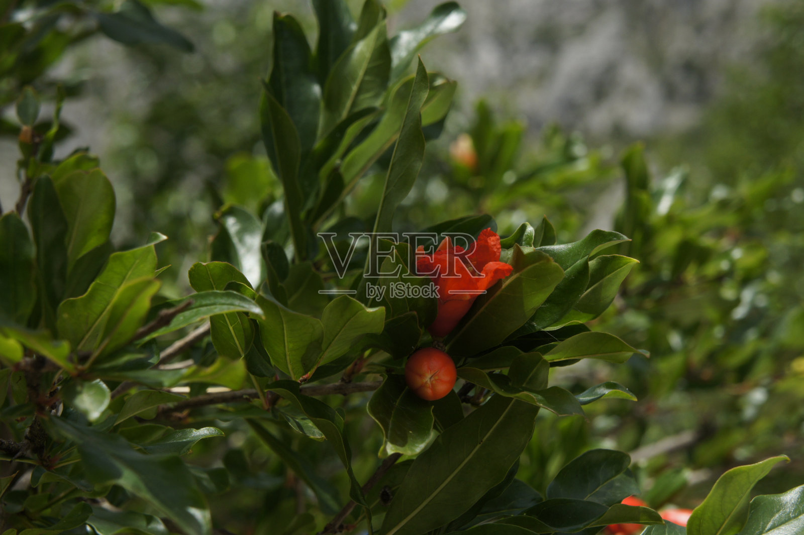 园林花卉宏照片摄影图片