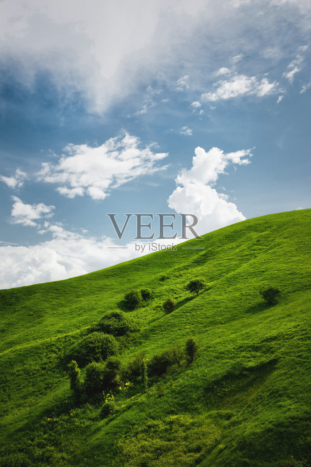 平缓的山坡上有罕见的树木和茂盛的草，映衬着蓝天和白云。索诺玛山谷照片摄影图片