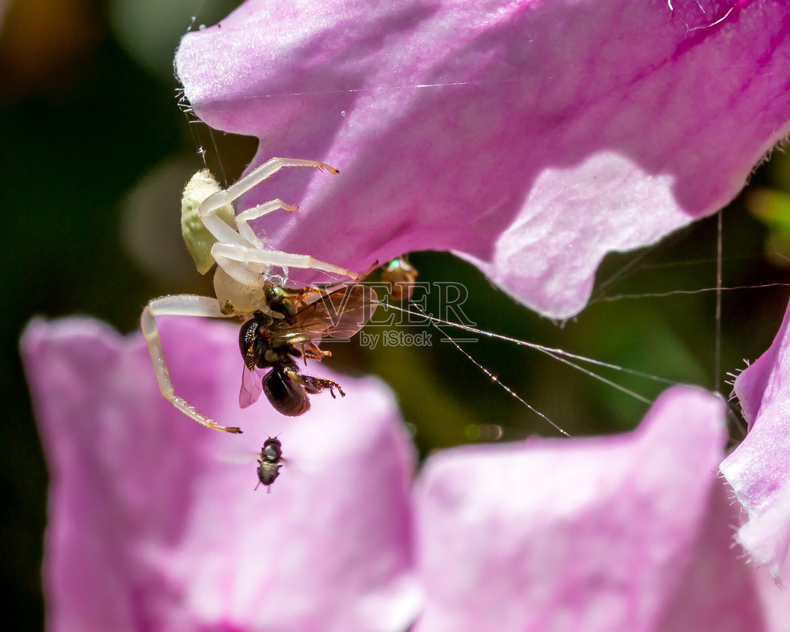 为食物而战——一只白蟹蜘蛛与一只苍蝇(白蟹蜘蛛/多米斯科)照片摄影图片