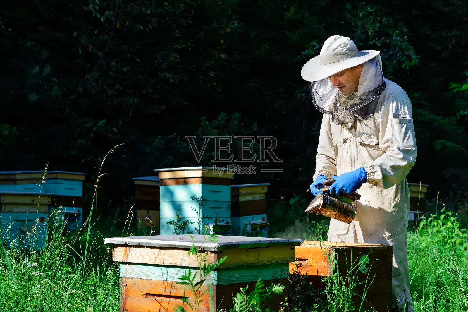 一个年轻的养蜂人在蜂箱附近的养蜂场工作。天然蜂蜜直接从蜂巢。前视图。照片摄影图片