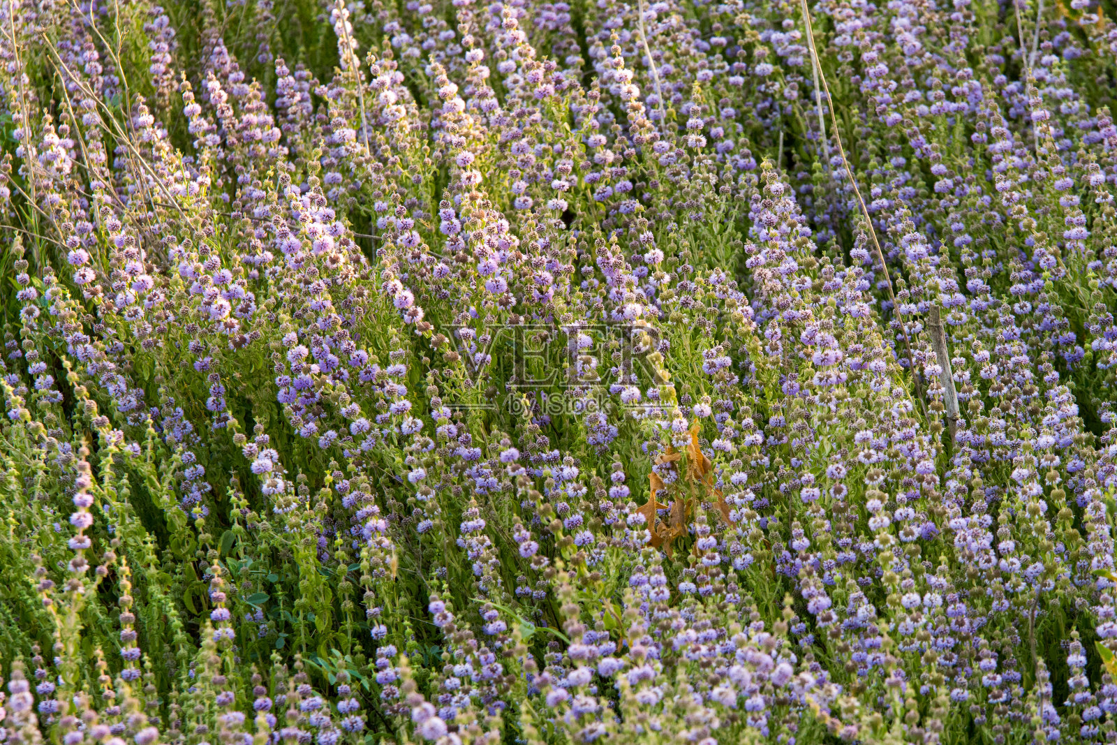 背景上长着绿色和紫色的花照片摄影图片