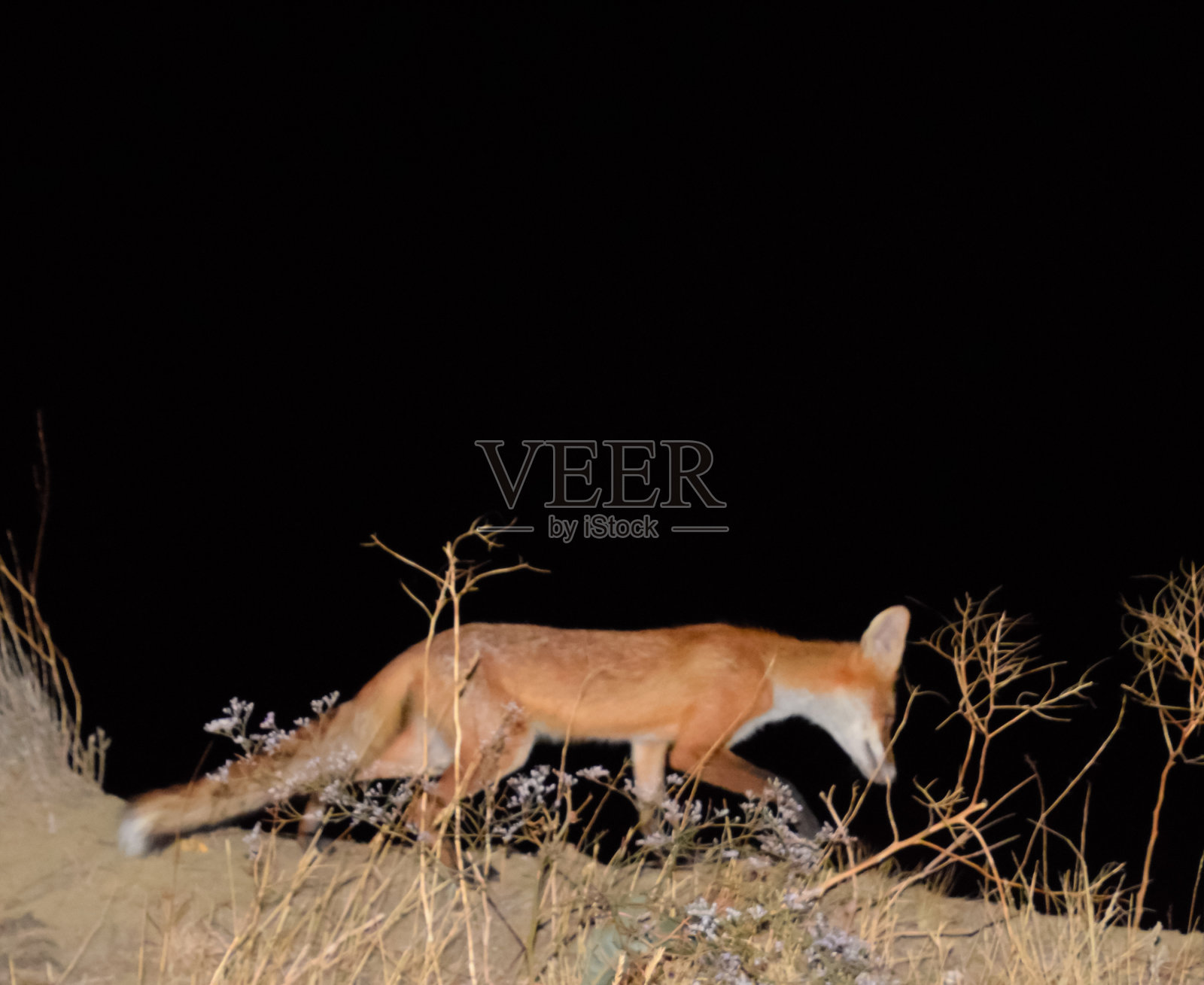 红狐狸，一种像狗一样的动物。狐狸在晚上寻找食物照片摄影图片