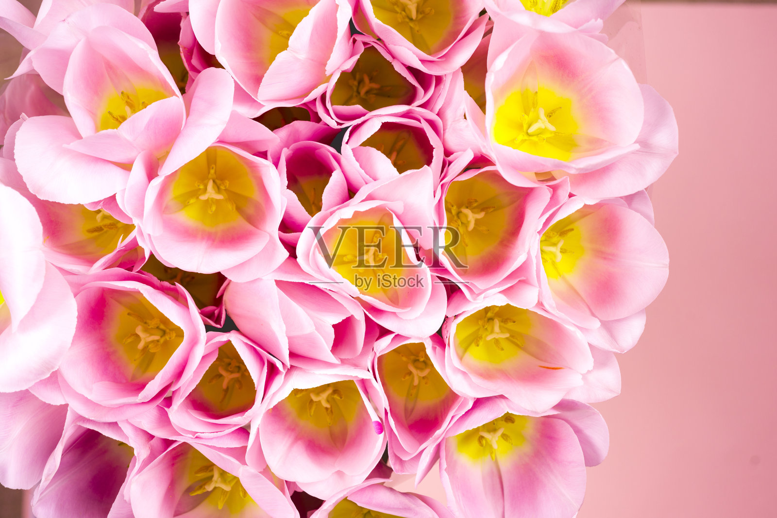 鲜艳多彩的背景上点缀着粉红色的郁金香。平躺，俯视图。情人节的背景。水平，文本复制空间照片摄影图片