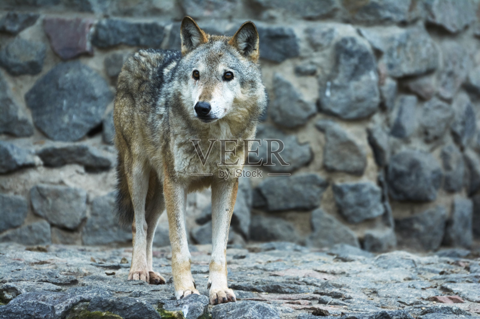灰太狼被关在动物园里。照片摄影图片
