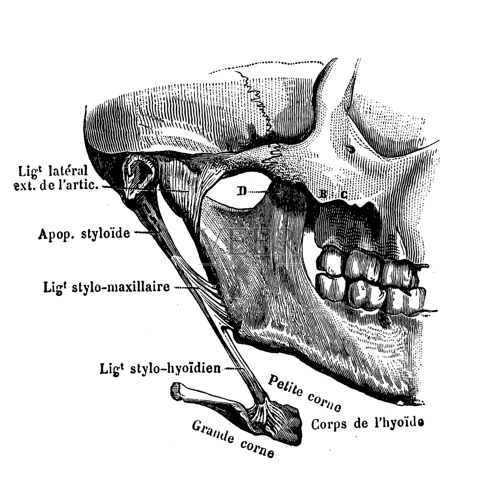 颞下颌关节插画图片素材