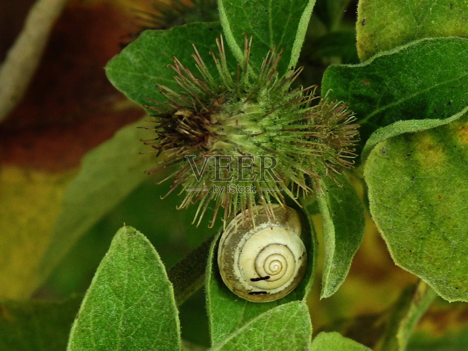 小蜗牛照片摄影图片