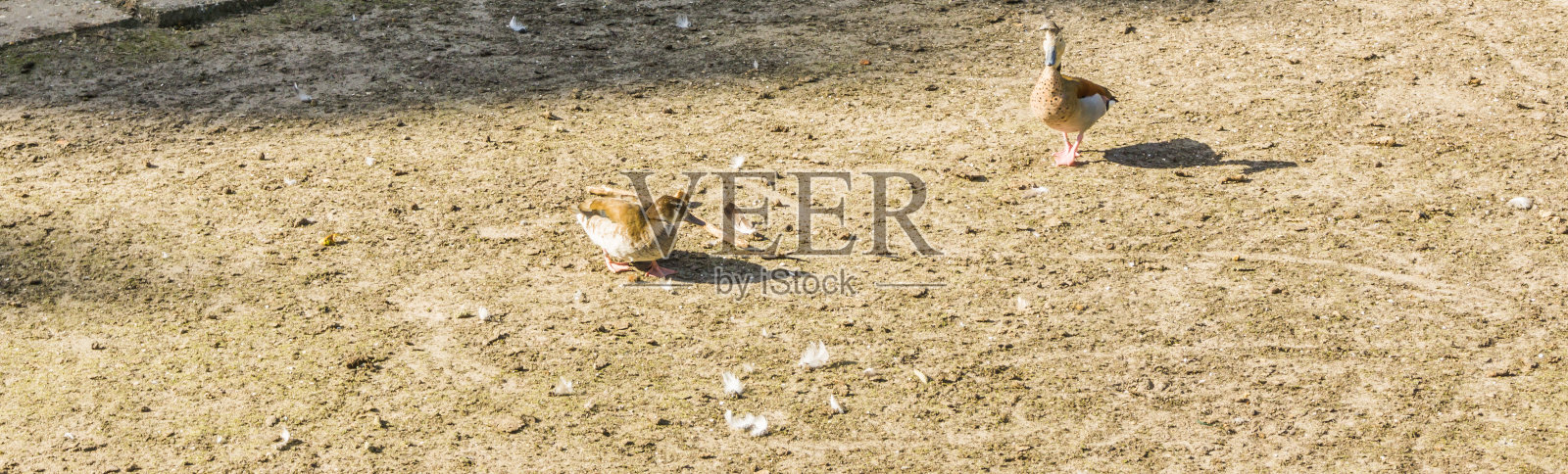 两只棕色的鸭子在沙横幅上照片摄影图片
