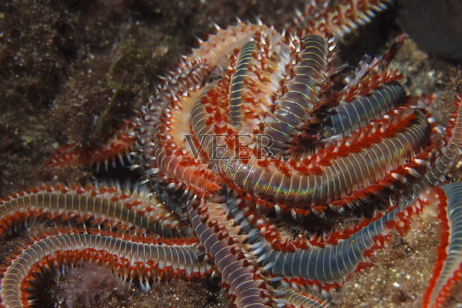海洋生物群须火蠕虫性和繁殖水下呼吸器潜水员的观点地中海照片摄影图片